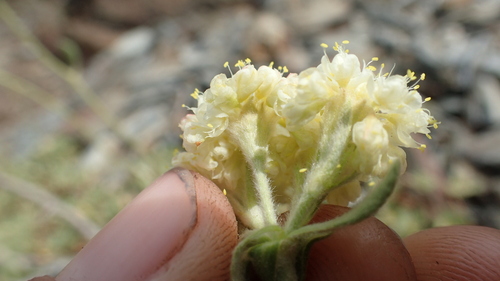 Image of Eriogonum ursinum by (c) Justin Paulin, some rights reserved (CC BY)