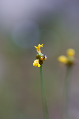 Xyris montana