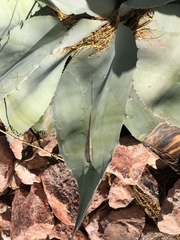 Agave