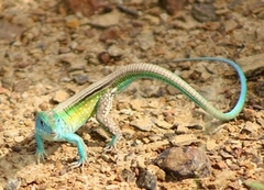 Cnemidophorus