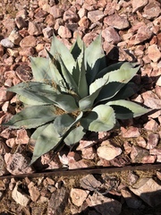 Agave