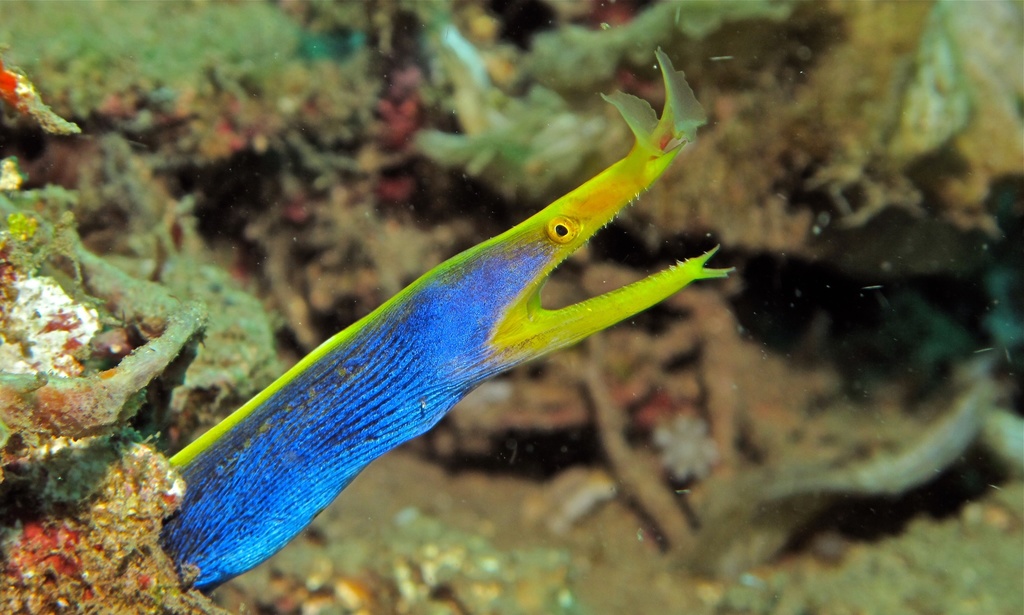 Ribbon Eel (Animal Crossing Guide) · iNaturalist