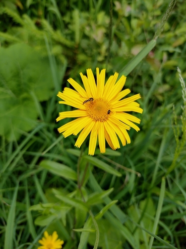 oman vŕbolistý (Pentanema salicinum)