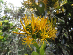 Gaiadendron