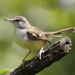 Bar-winged Prinia - Photo (c) Lip Kee, some rights reserved (CC BY-SA)