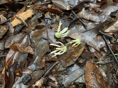 Narrow-Petaled Green Champa (Artabotrys suaveolens)
