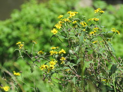 Hymenostephium quitensis