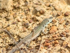 Cnemidophorus lemniscatus