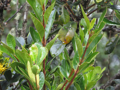Gaiadendron
