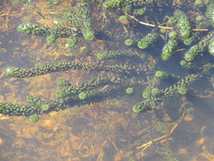 Lagarosiphon major