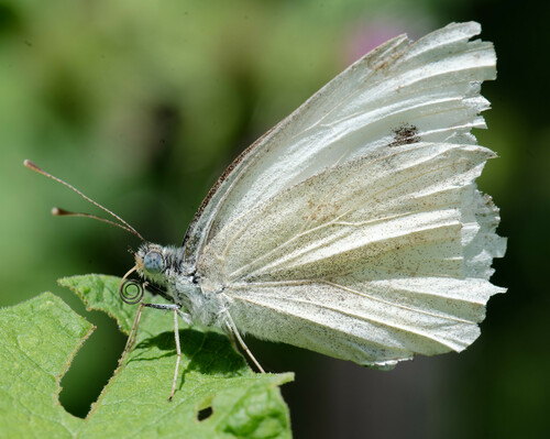 Cabbage white