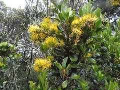 Gaiadendron