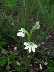 Habenaria macrura