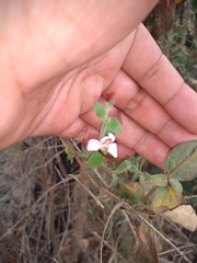 Carlowrightia