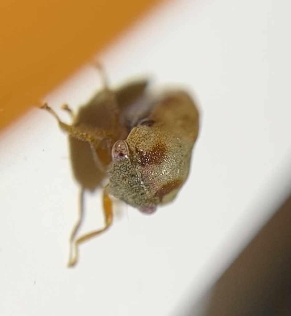 Cyrtolobus fuscipennis