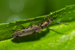 Denticollis denticornis