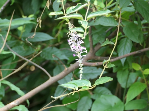 Lindley's Butterflybush