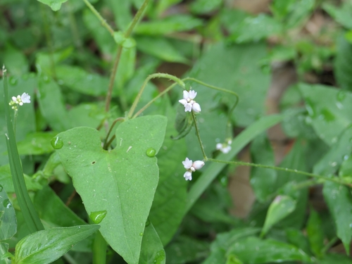 prickled-vine smartweed