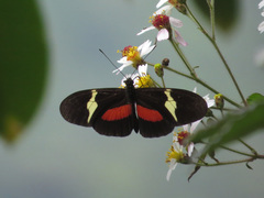 Heliconius clysonymus