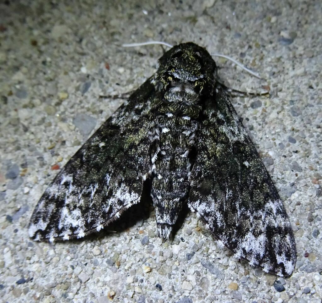 Pawpaw Sphinx from Roseville Road, Waterloo Regional Municipality, ON ...