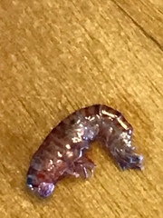 Arcitalitrus sylvaticus