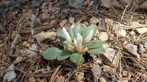 Image of Lewisia kelloggii by (c) Justin Paulin, some rights reserved (CC BY)