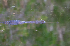 Crocodylus johnstoni