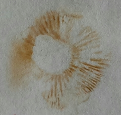 Gymnopilus aurantiophyllus image