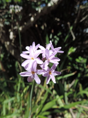 Tulbaghia