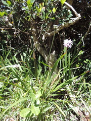 Tulbaghia