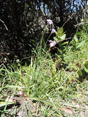 Tulbaghia
