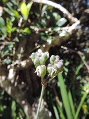 Tulbaghia