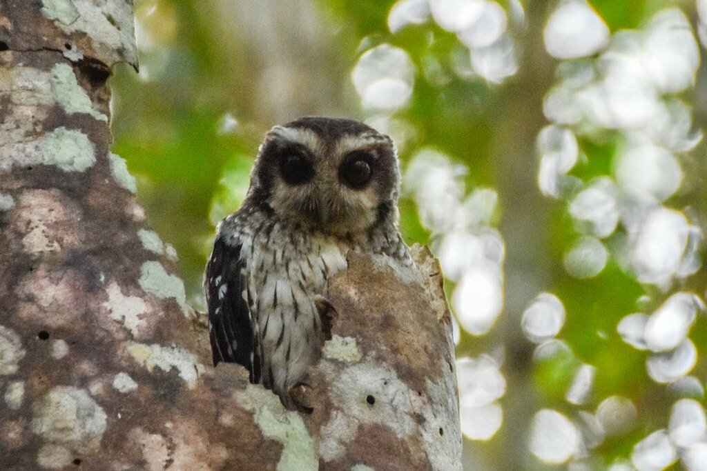 Bare-legged Owl