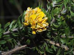 Aspalathus securifolia