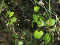 Centella callioda