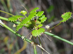 Centella callioda