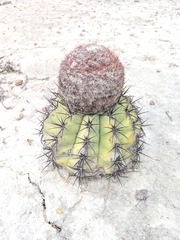 Melocactus curvispinus caesius