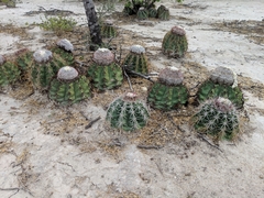 Melocactus curvispinus caesius