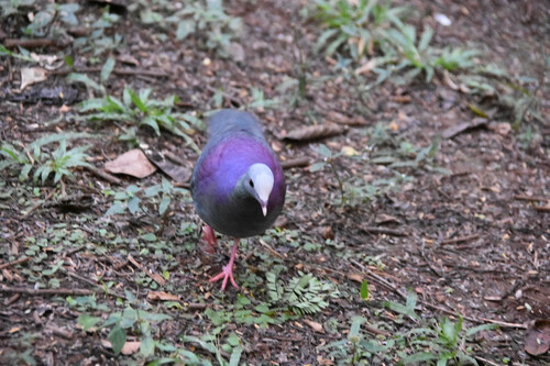 Grey-fronted Quail-Dove (Geotrygon caniceps), photo 7