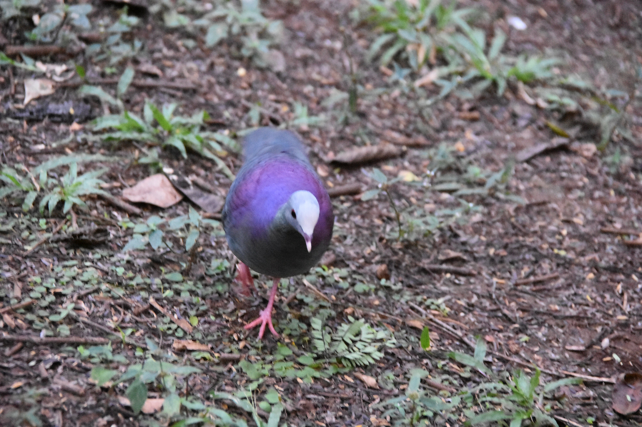 Grey-fronted Quail-Dove (Geotrygon caniceps), photo 6