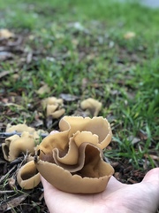 Peziza repanda image