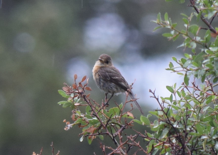 Buff-breasted Flycatcher (Empidonax fulvifrons)