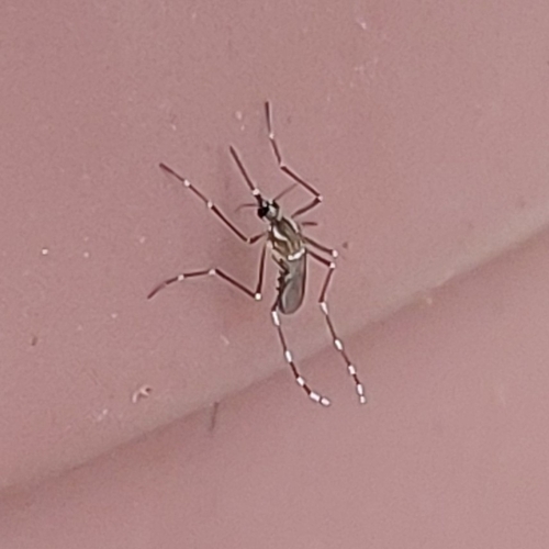 Yellow fever mosquito