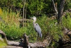 Ardea herodias