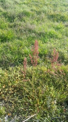 Rumex hastatulus