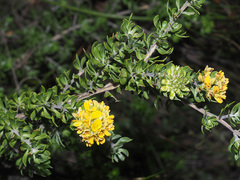 Aspalathus securifolia