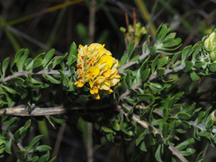 Aspalathus securifolia