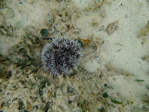 Photo of West Indian sea egg (Tripneustes ventricosus)