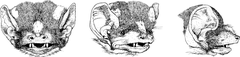 Glauconycteris superba