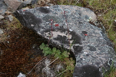 Xanthoparmelia loxodes